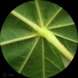 Tilia platyphyllos