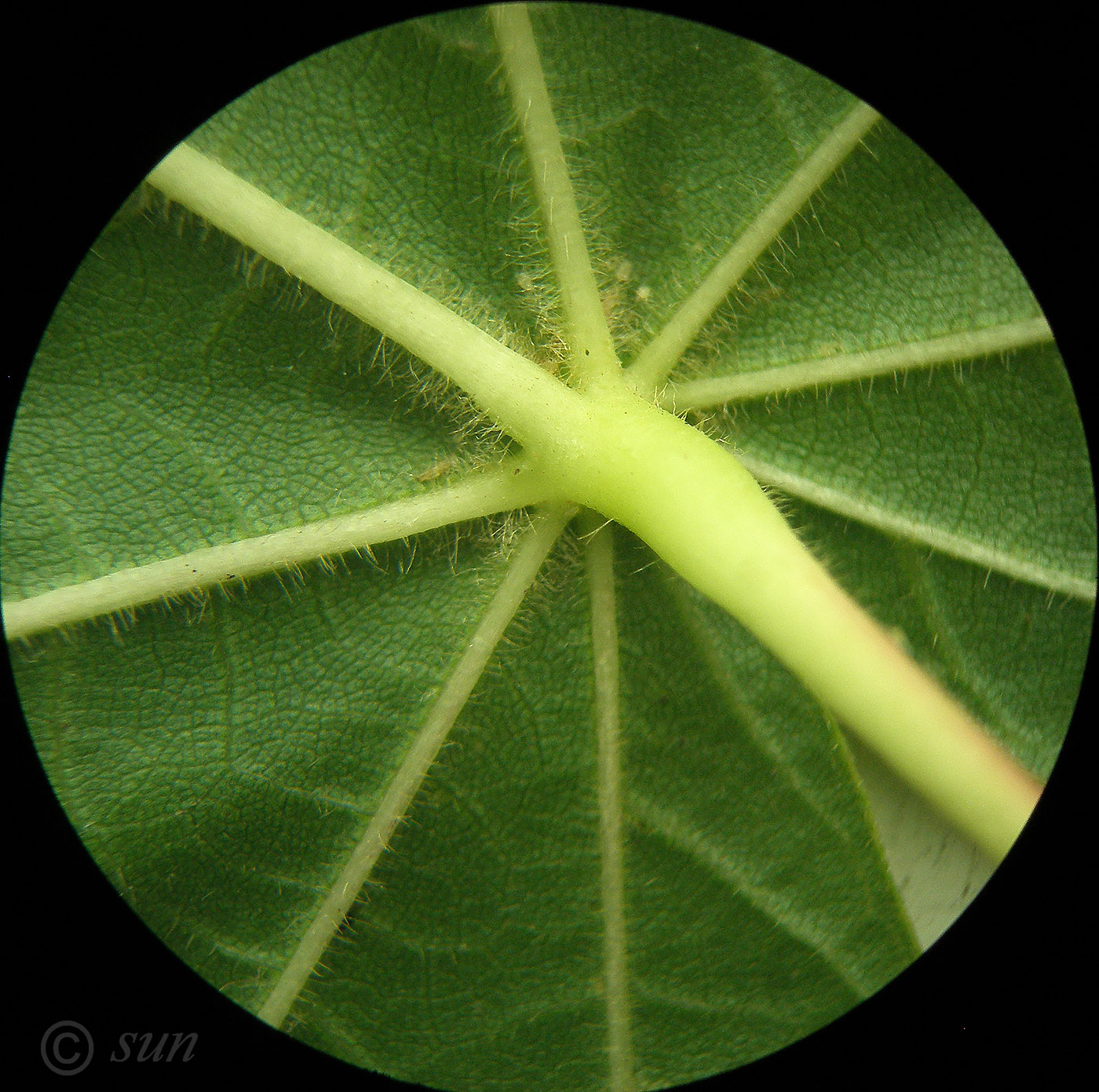 Image of Tilia platyphyllos specimen.