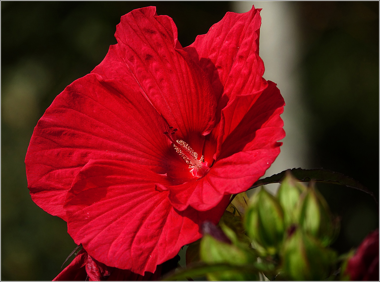 Image of Hibiscus &times; hybridus specimen.