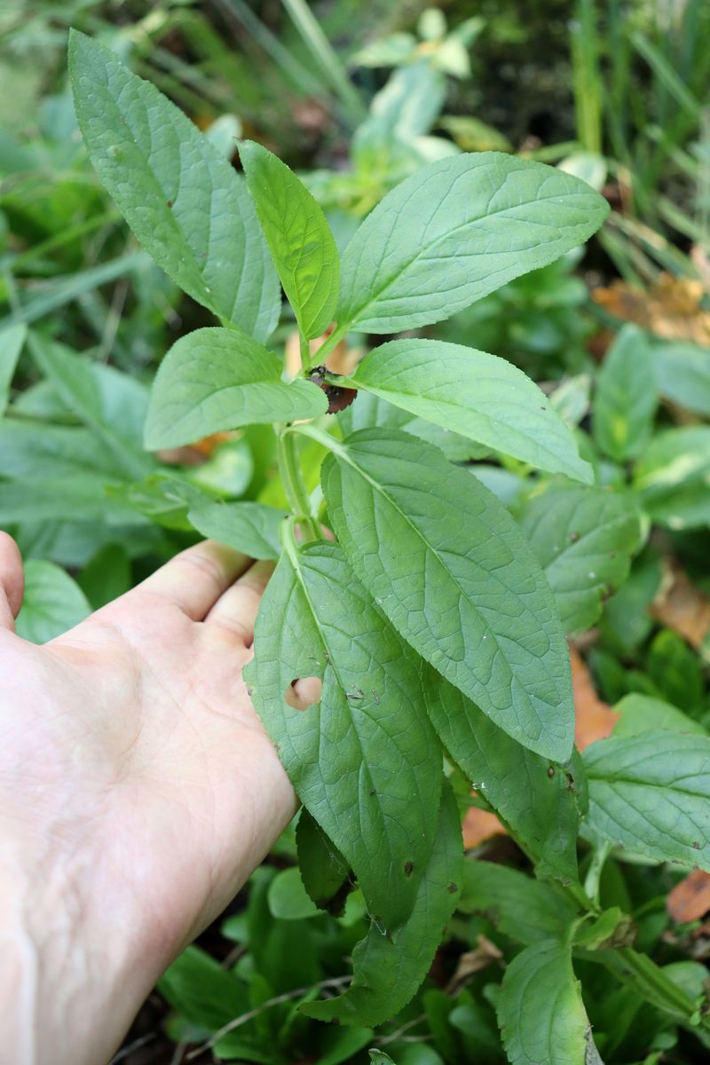 Image of Scrophularia umbrosa specimen.