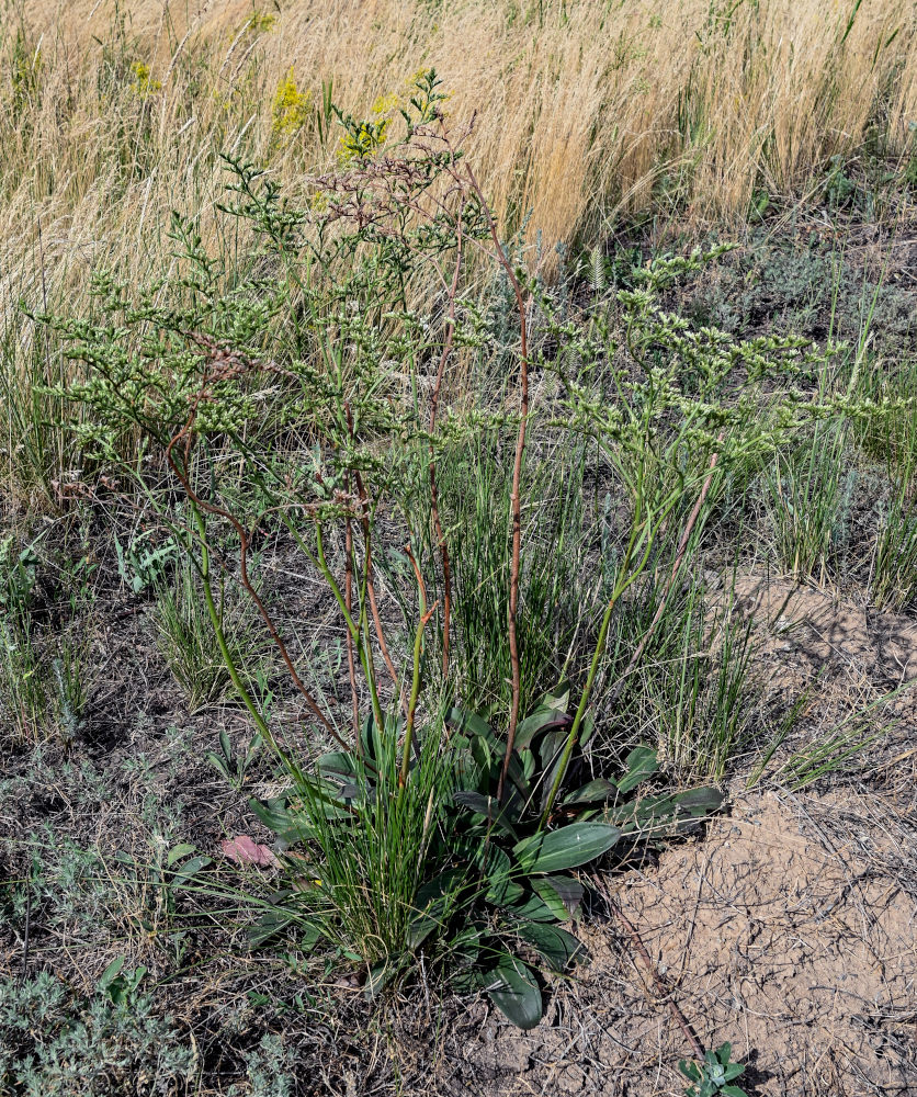 Изображение особи Goniolimon elatum.