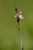 Verbena officinalis. Верхушка цветущего растения. Адыгея, Майкопский р-н, окр. пос. Никель, луг на обочине дороги. 30.09.2024.