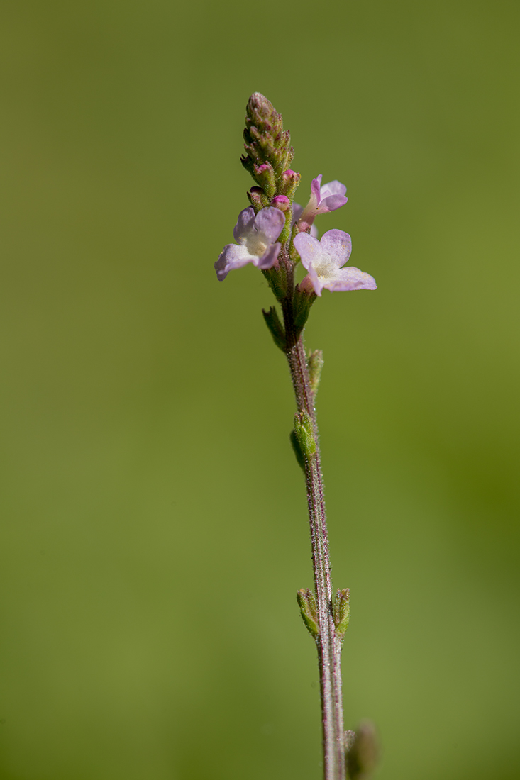 Изображение особи Verbena officinalis.