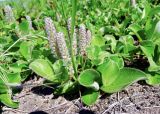 Salix reptans