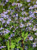 Symphyotrichum novi-belgii