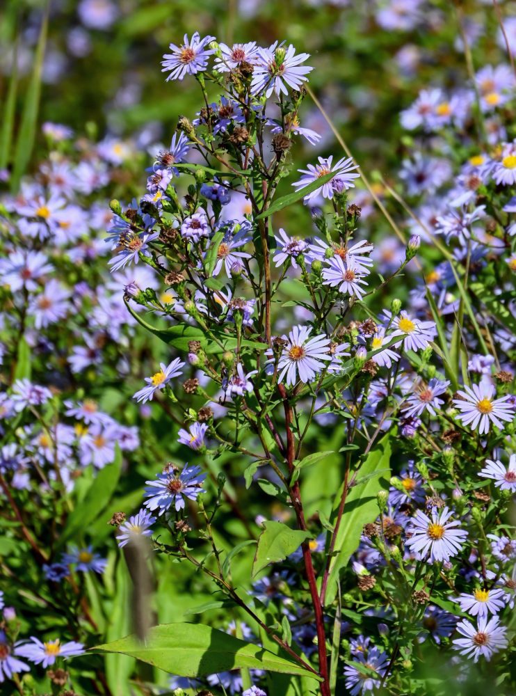 Изображение особи Symphyotrichum novi-belgii.