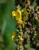 Verbascum densiflorum. Верхушка соцветия и плоды. Московская обл., окр. г. Железнодорожный, долина р. Чёрная, берег реки, у дороги. 26.08.2024.