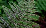 Dryopteris filix-mas