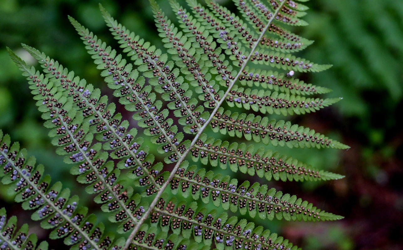 Изображение особи Dryopteris filix-mas.