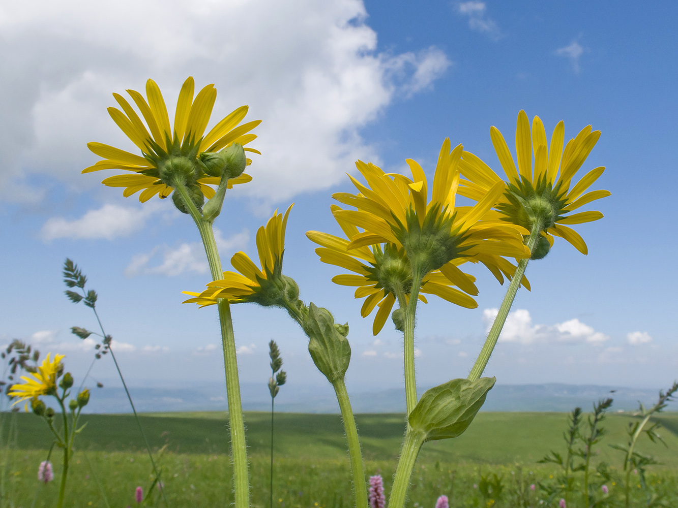 Image of Doronicum macrophyllum specimen.