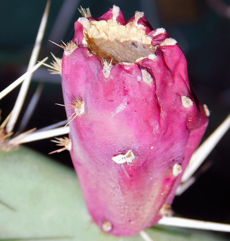 Image of Opuntia discata specimen.