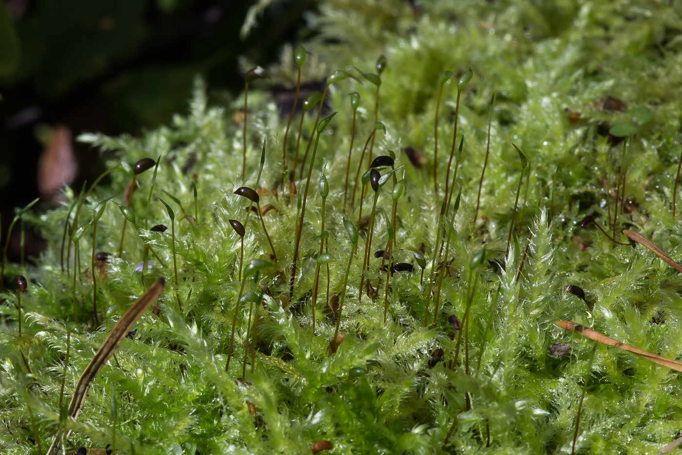 Image of familia Brachytheciaceae specimen.