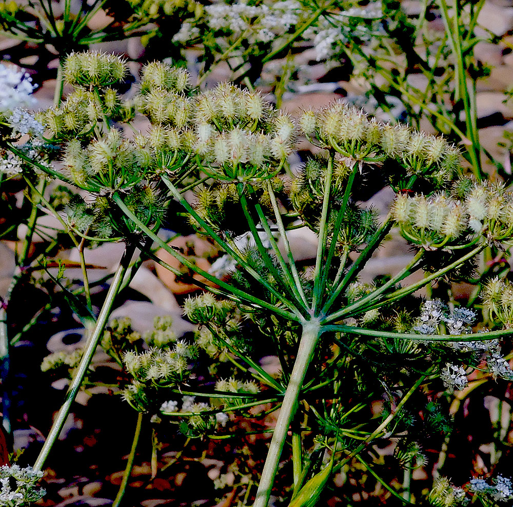 Image of Astrodaucus littoralis specimen.