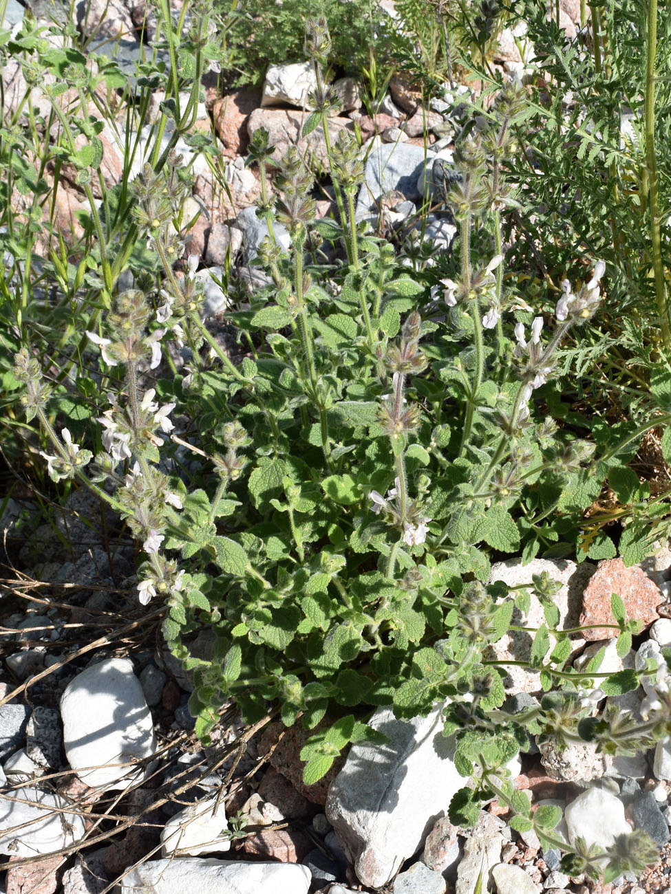 Image of Stachys hissarica specimen.