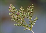 Filipendula ulmaria