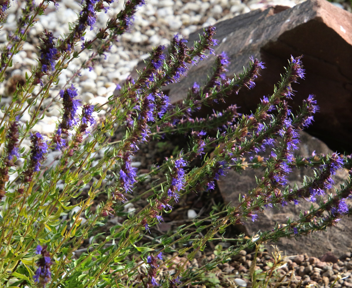 Image of Hyssopus officinalis specimen.