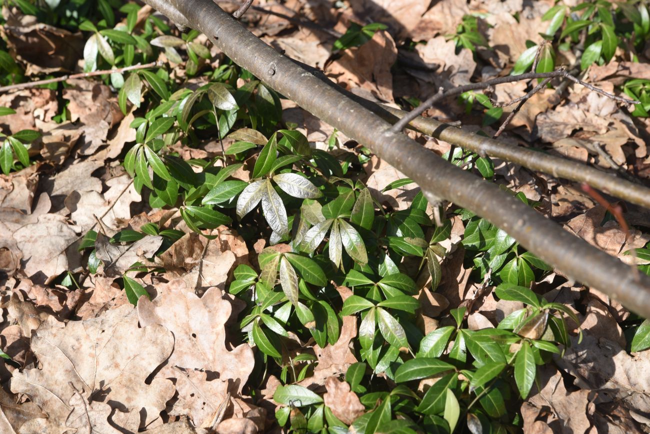 Image of Vinca minor specimen.