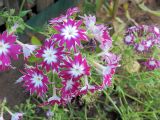 Phlox drummondii