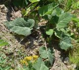 Salvia sclarea