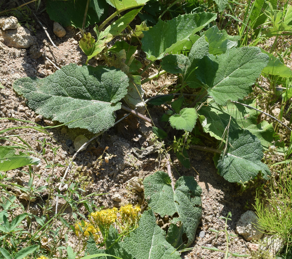 Image of Salvia sclarea specimen.