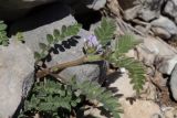 Astragalus sinaicus