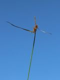 View full-size image Carex flava