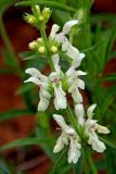 View full-size image Stachys recta