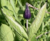 Смотреть изображение Clematis integrifolia