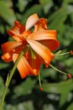 Смотреть изображение Lilium henryi