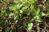 View full-size image Mentha arvensis