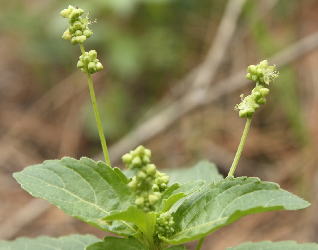 Изображение особи Mercurialis annua.