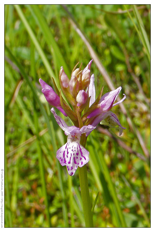 Image of Dactylorhiza maculata specimen.