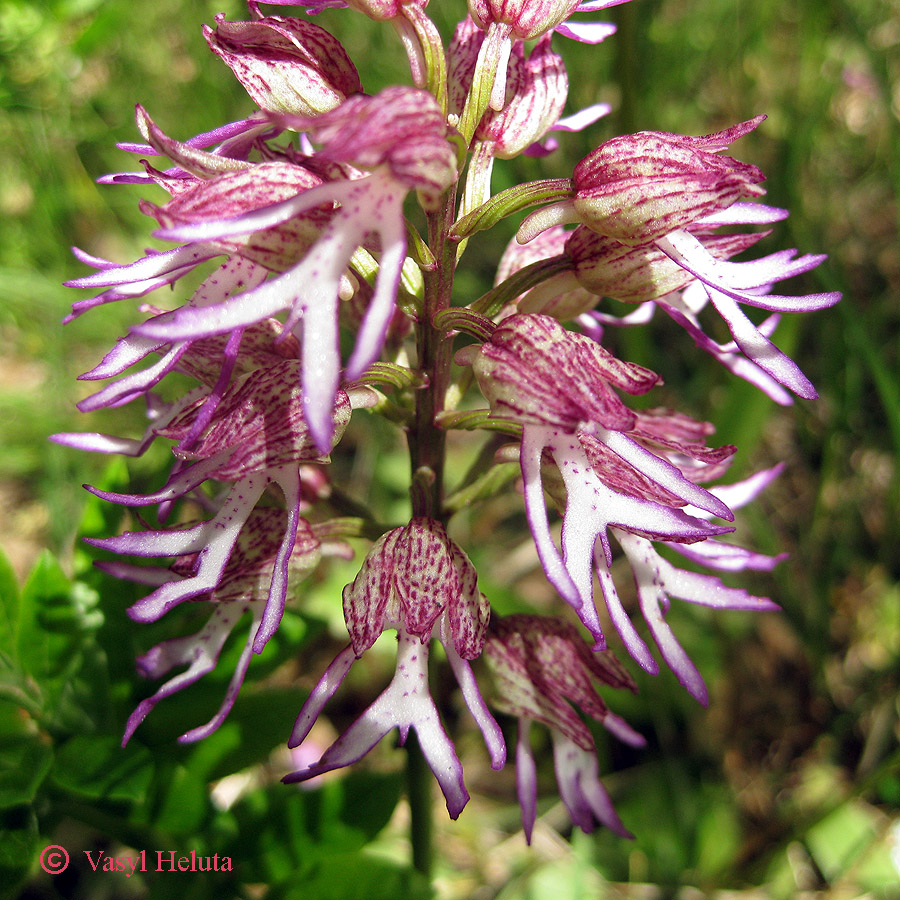 Image of Orchis &times; angusticruris specimen.