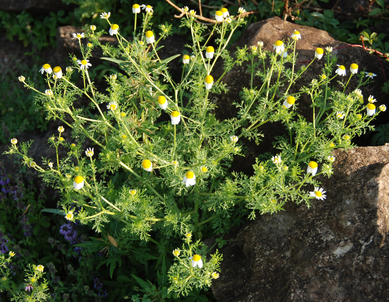 Image of Matricaria recutita specimen.