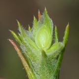 Corispermum hyssopifolium. Часть соцветия (виден будущий плод). Республика Татарстан, национальный парк \"Нижняя Кама\", Елабужские луга. 29.08.2011.