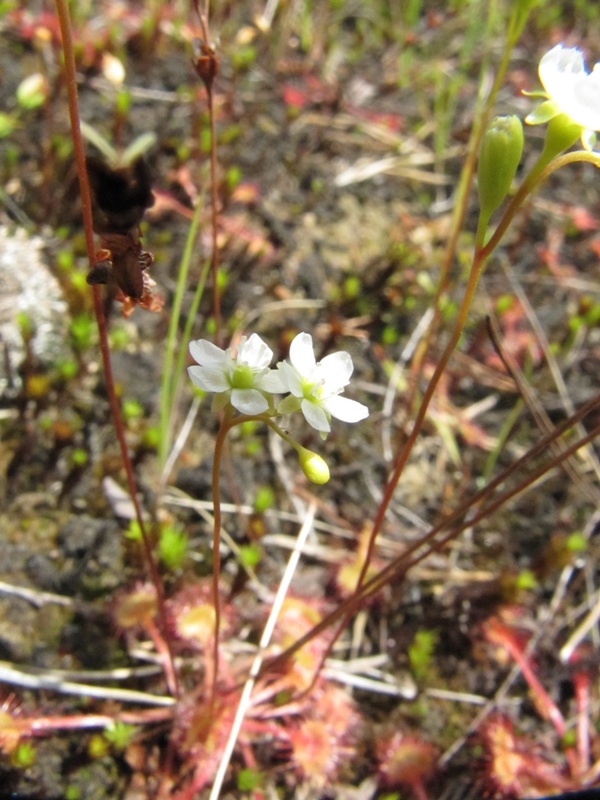 Изображение особи Drosera rotundifolia.