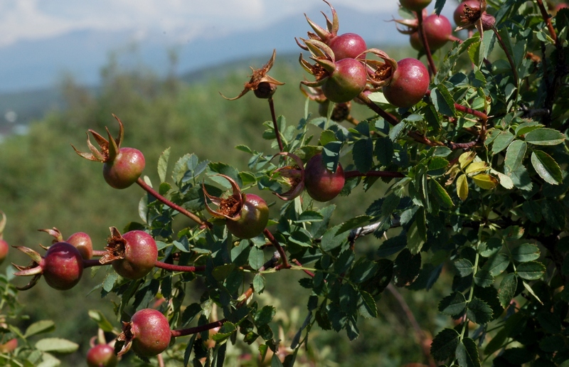 Image of Rosa platyacantha specimen.