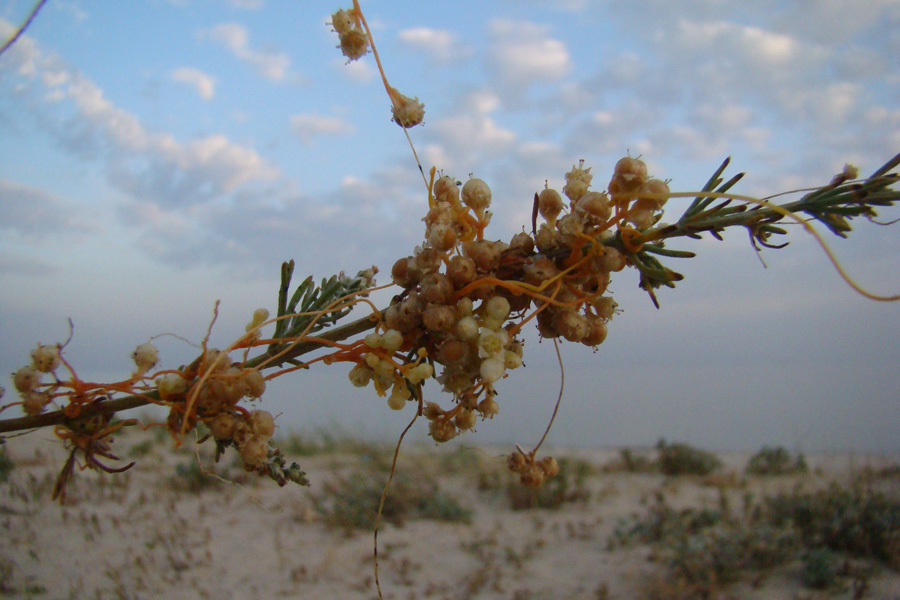 Image of Cuscuta tinei specimen.