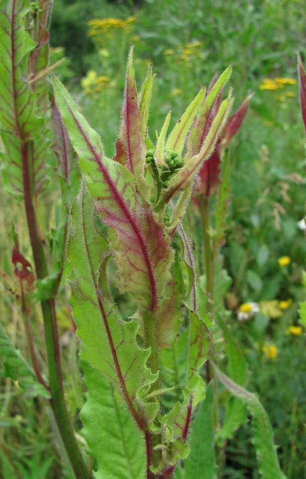 Image of Picris hieracioides specimen.