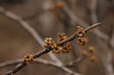 Hamamelis vernalis