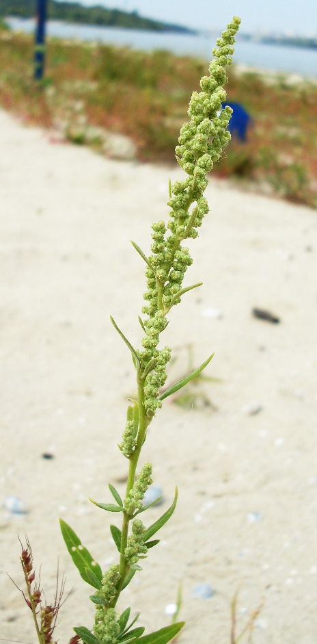 Изображение особи Chenopodium strictum.