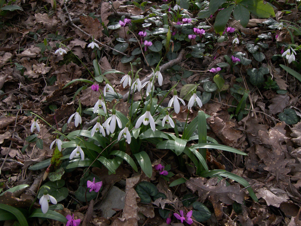 Изображение особи Galanthus woronowii.