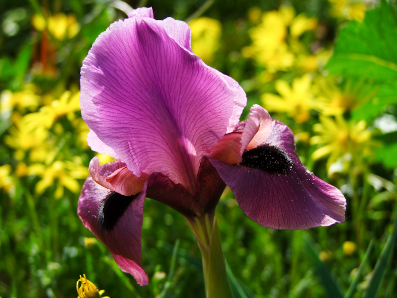 Image of Iris mariae specimen.