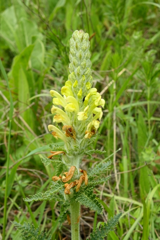 Изображение особи Pedicularis sibthorpii.