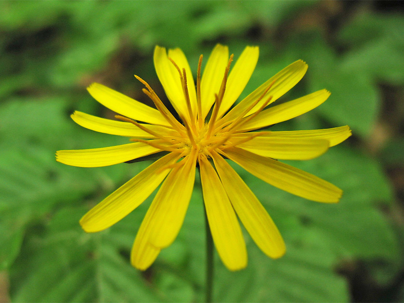 Изображение особи Aposeris foetida.