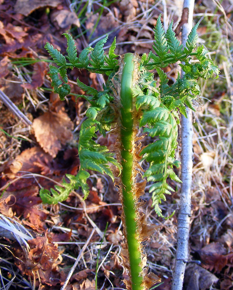 Изображение особи род Dryopteris.