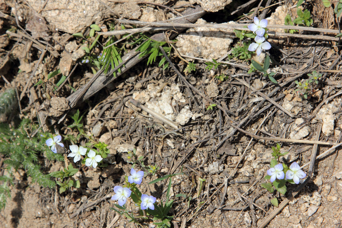 Image of Veronica stylophora specimen.