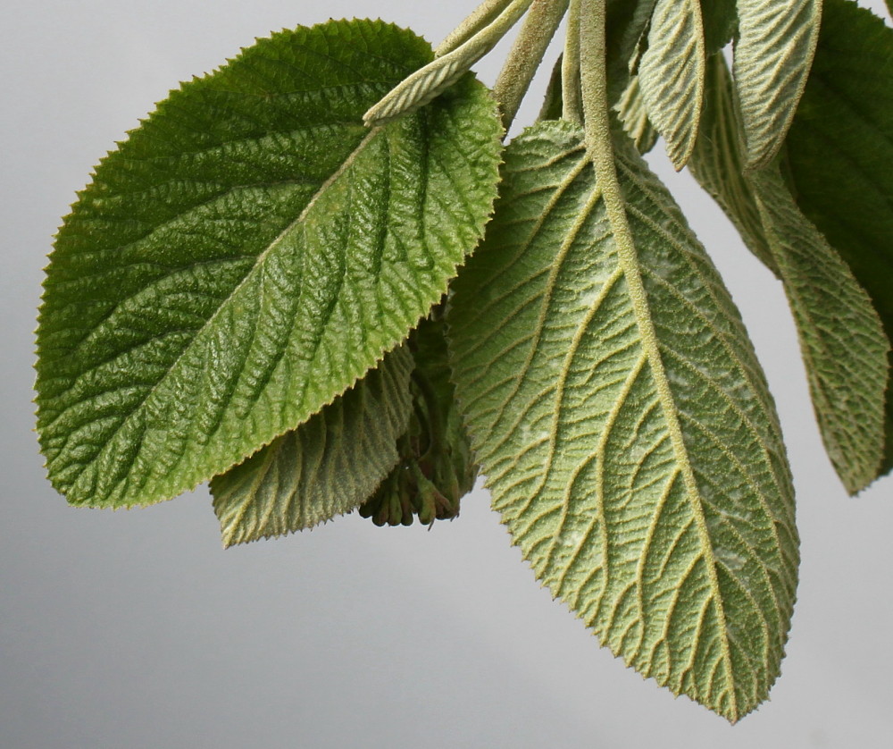 Image of Viburnum &times; carlcephalum specimen.