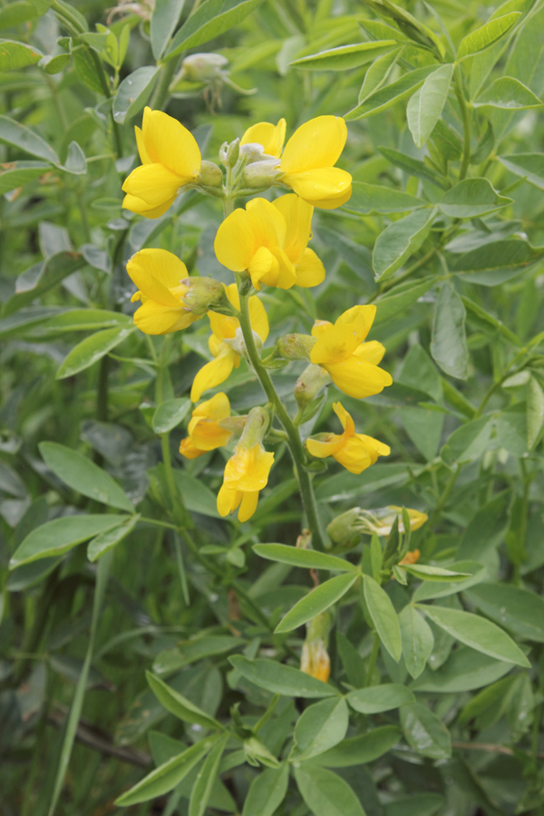 Image of Thermopsis alterniflora specimen.