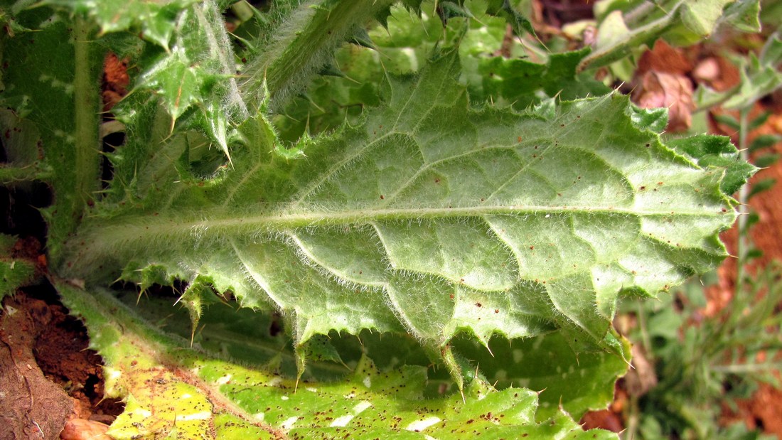 Image of Tyrimnus leucographus specimen.